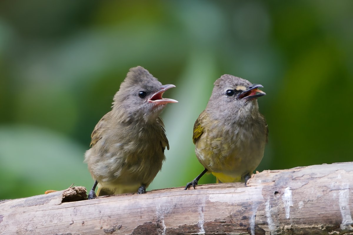 Flavescent Bulbul