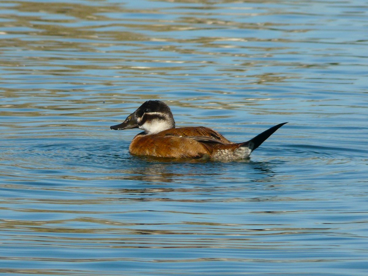 White-headed Duck