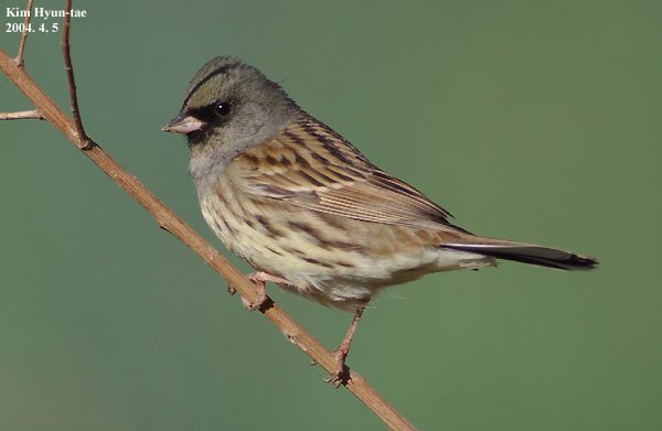 Black-faced Bunting