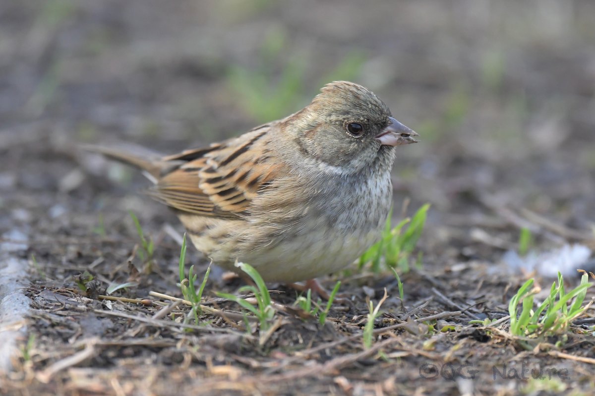 Black-faced Bunting