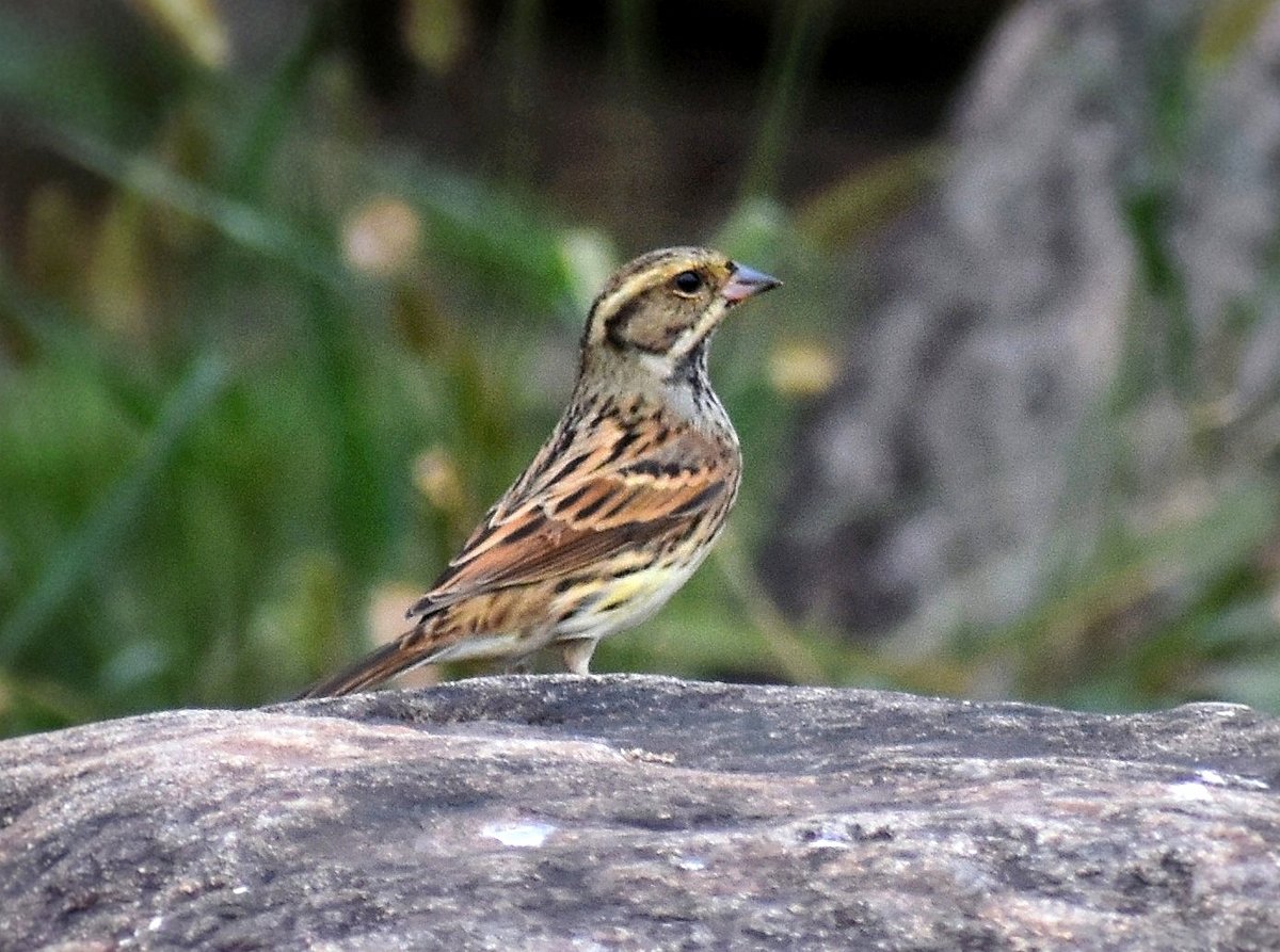 Black-faced Bunting
