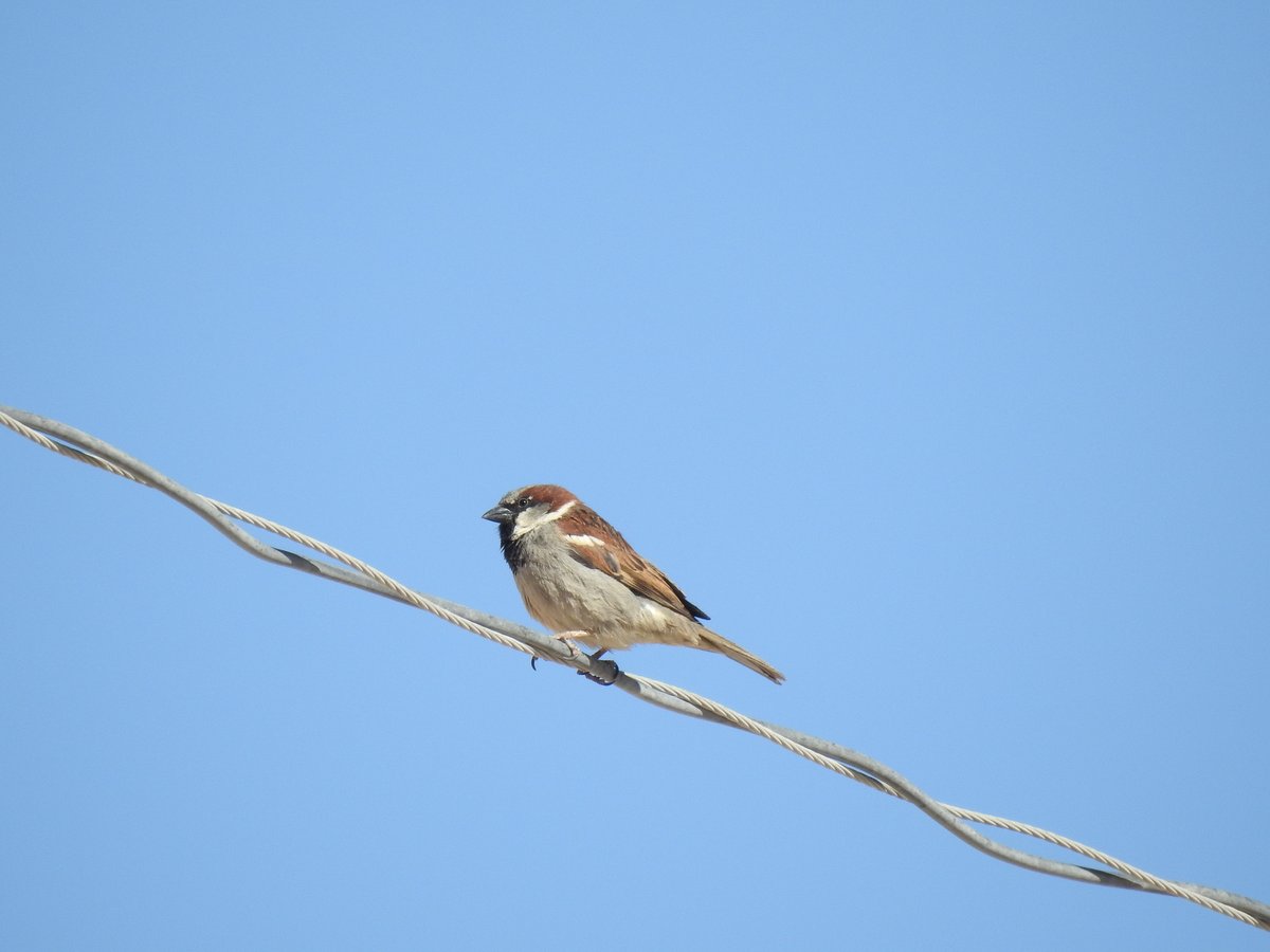 House Sparrow