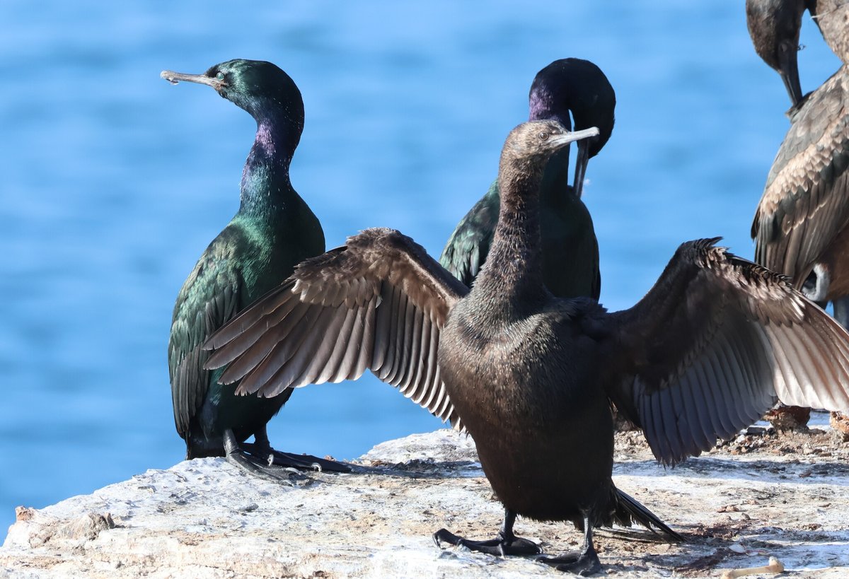 Pelagic Cormorant