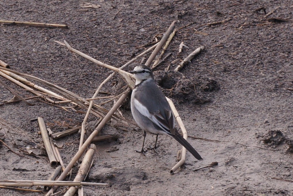 White Wagtail