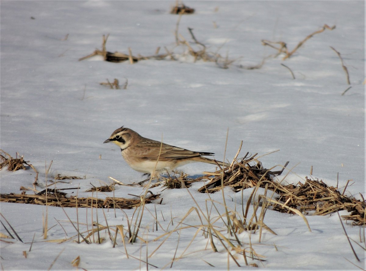 Horned Lark