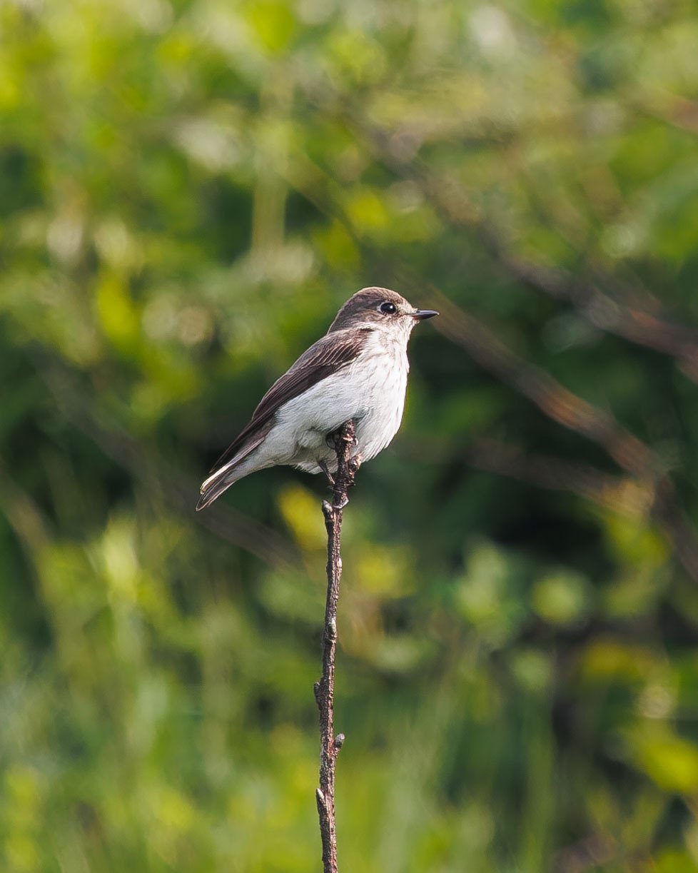 Grey-streaked Flycatcher