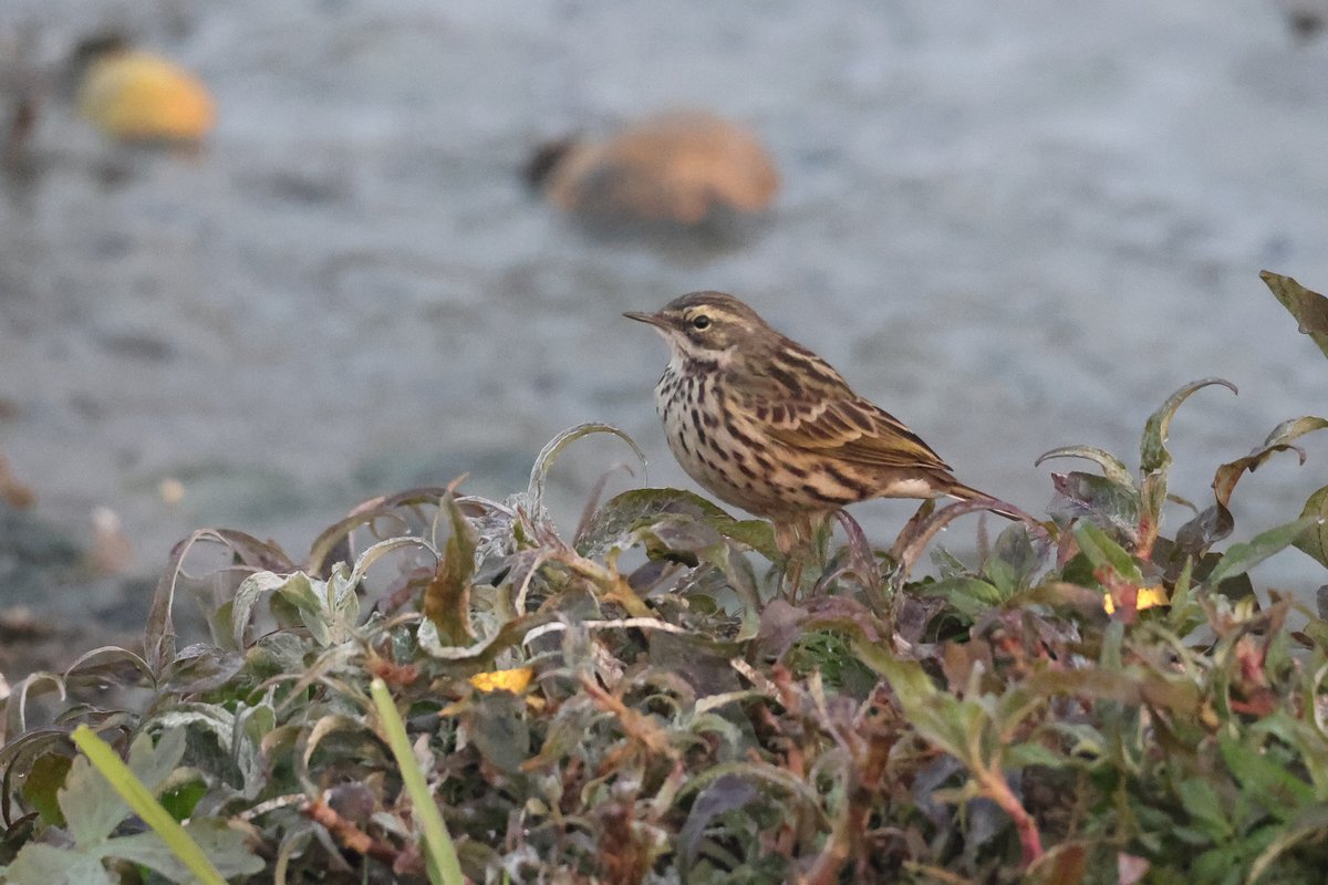 Rosy Pipit