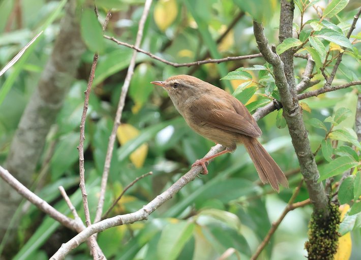Brown-flanked Bush Warbler