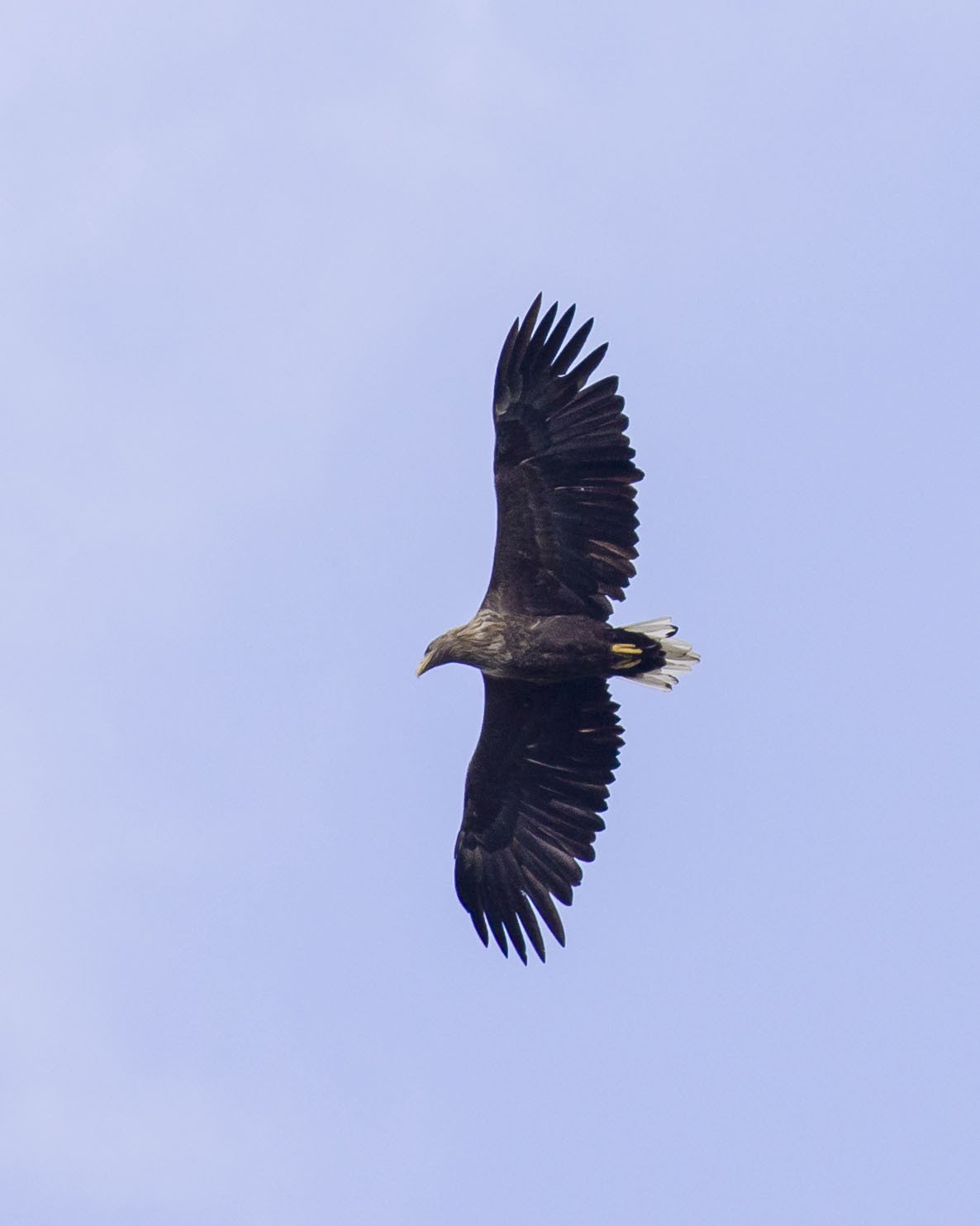 White-tailed Eagle