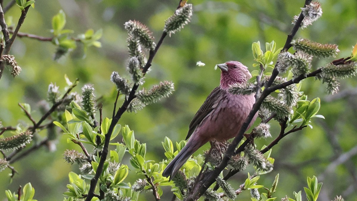 Pink-rumped Rosefinch
