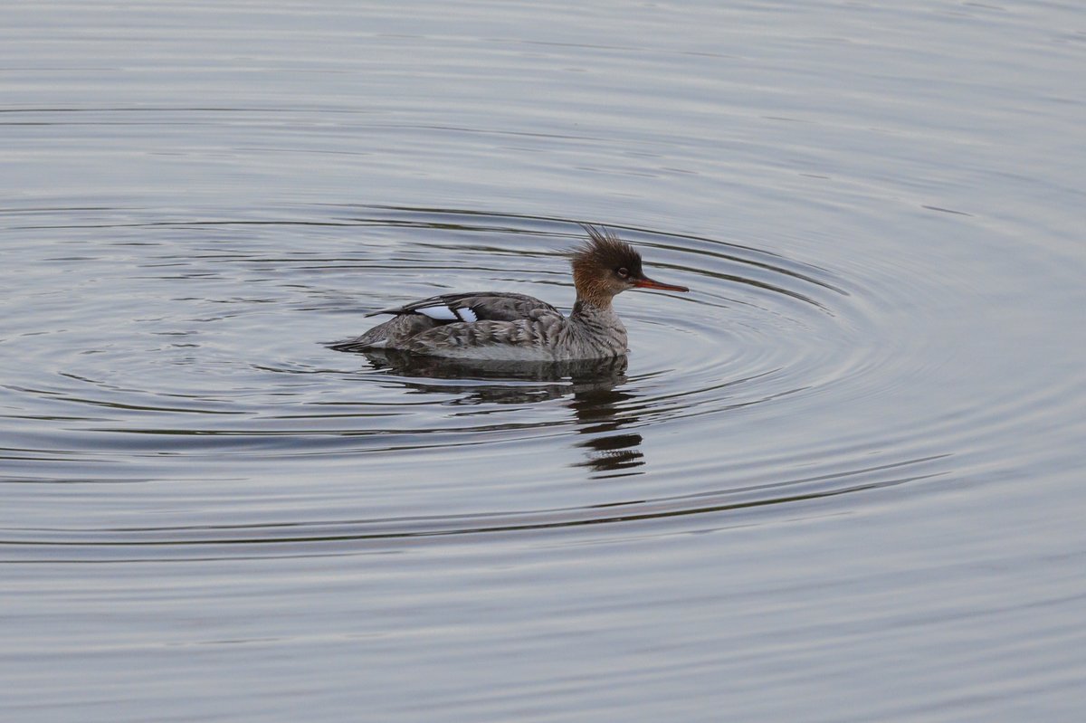 Red-breasted Merganser