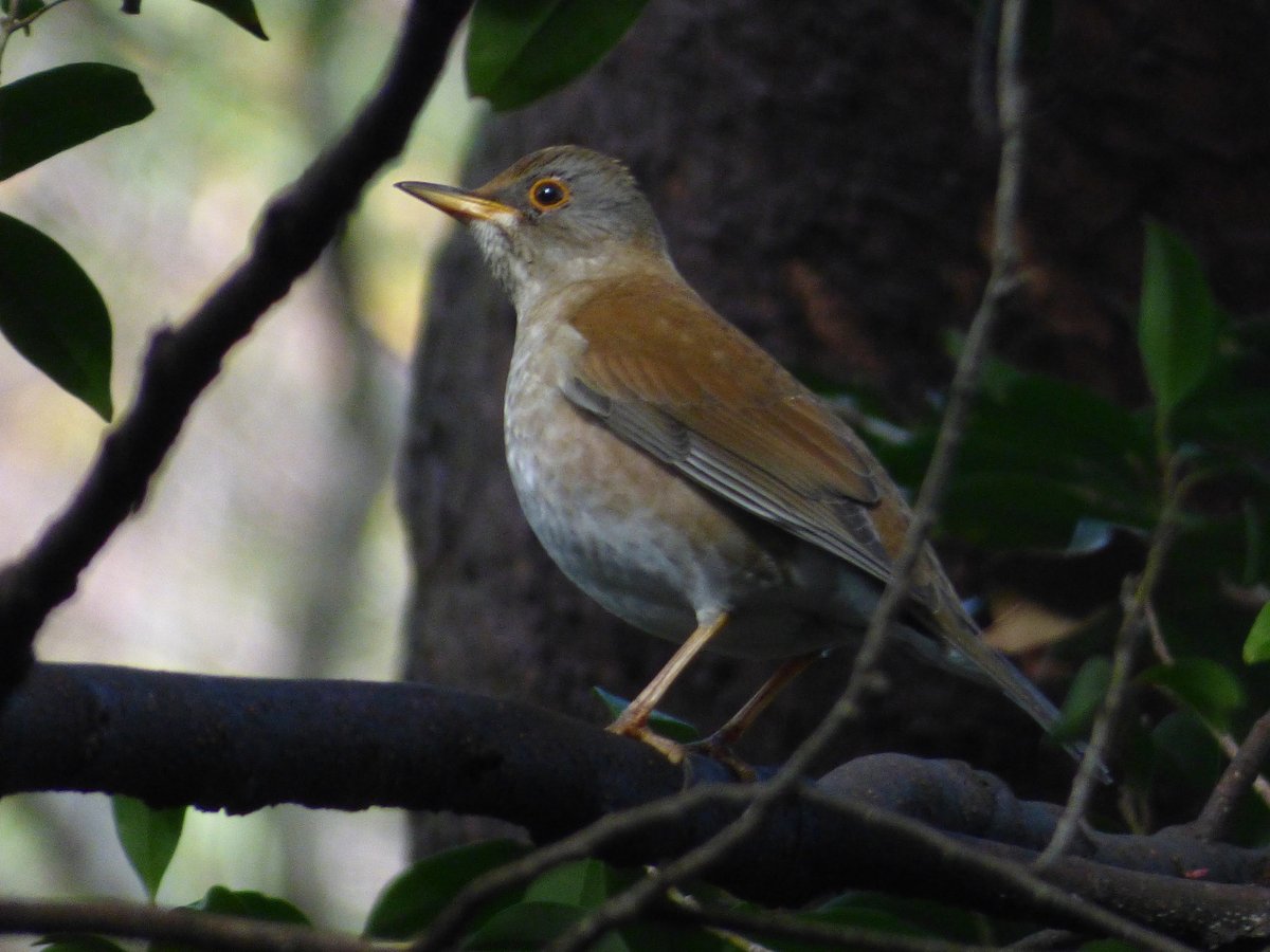 Pale Thrush