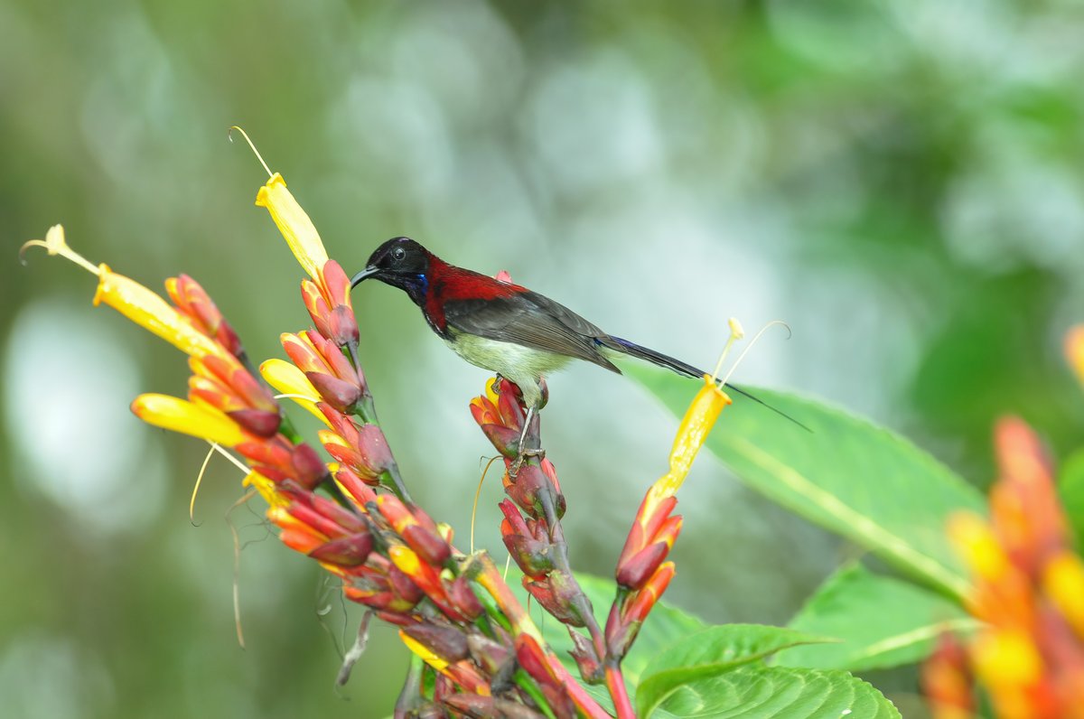 Black-throated Sunbird