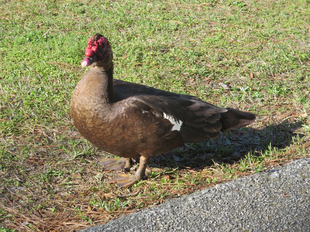 Muscovy Duck