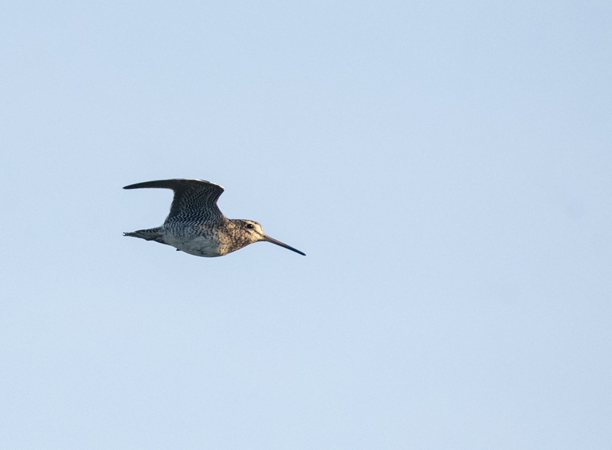 Pin-tailed Snipe