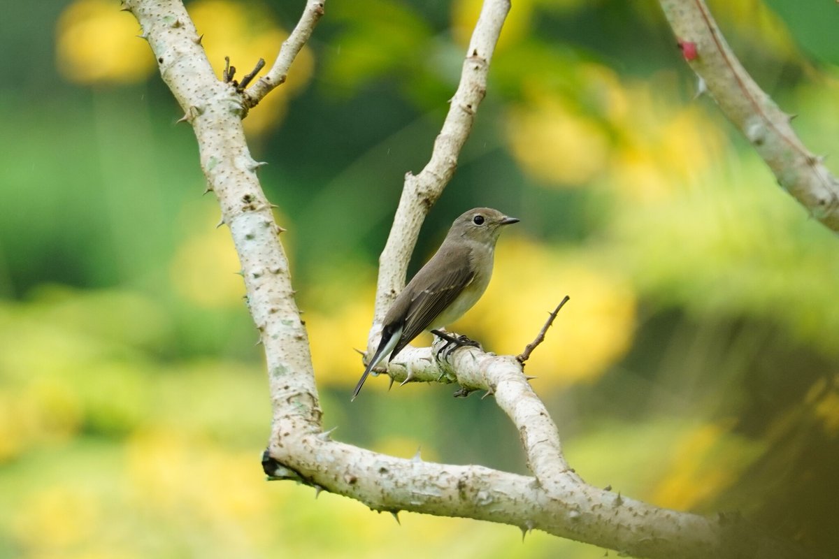 Taiga Flycatcher