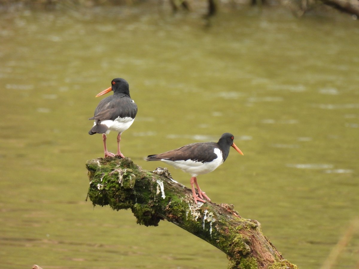 Eurasian Oystercatcher