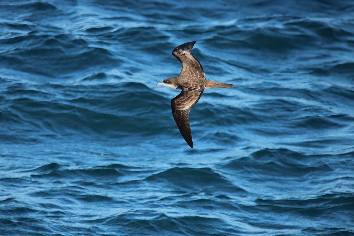 Wedge-tailed Shearwater