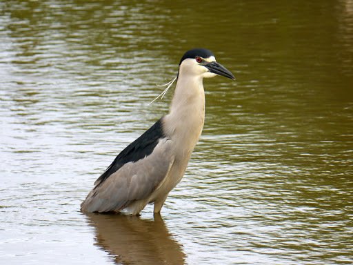 Black-crowned Night Heron
