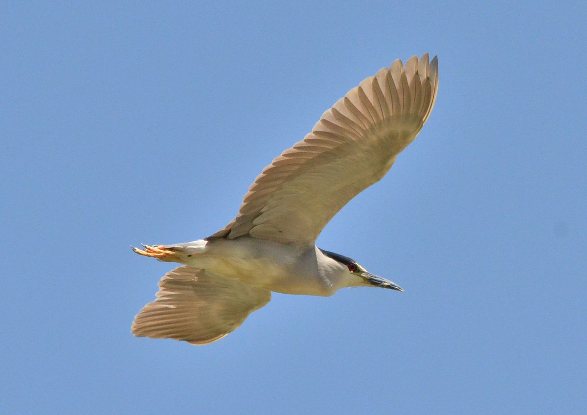 Black-crowned Night Heron