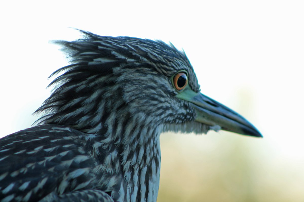 Black-crowned Night Heron