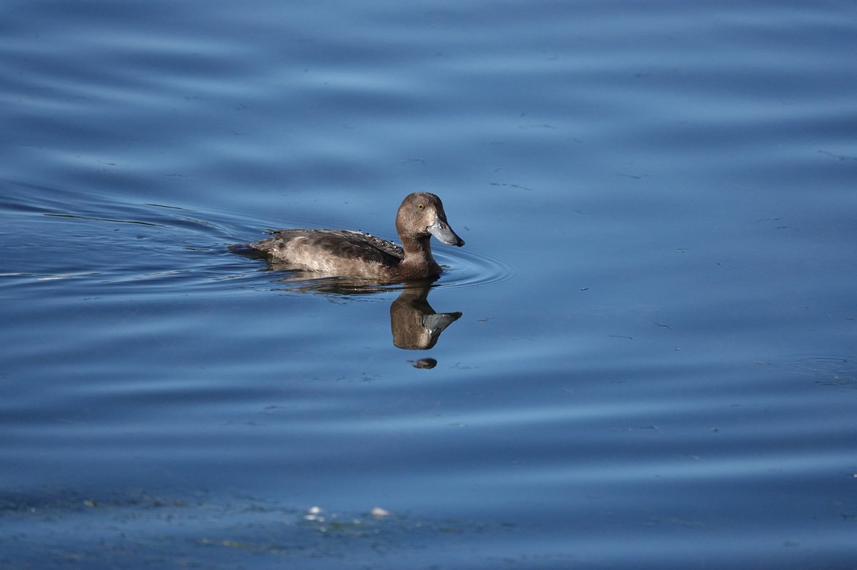 Greater Scaup