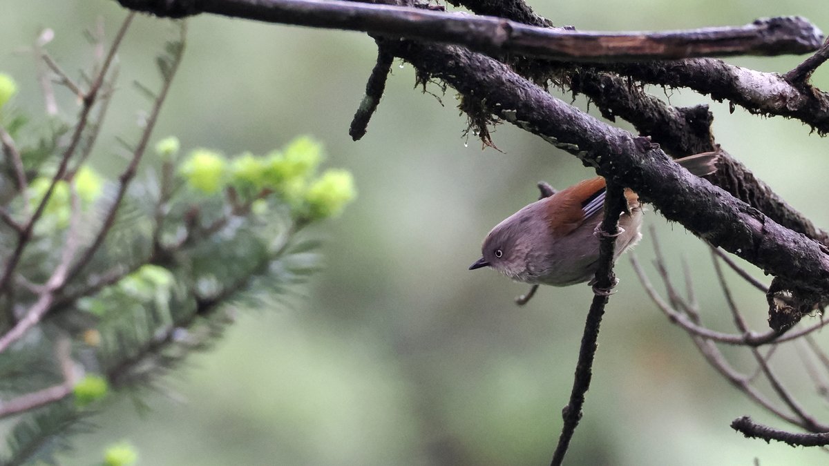 Grey-hooded Fulvetta