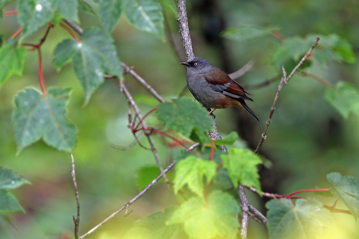 Maroon-backed Accentor
