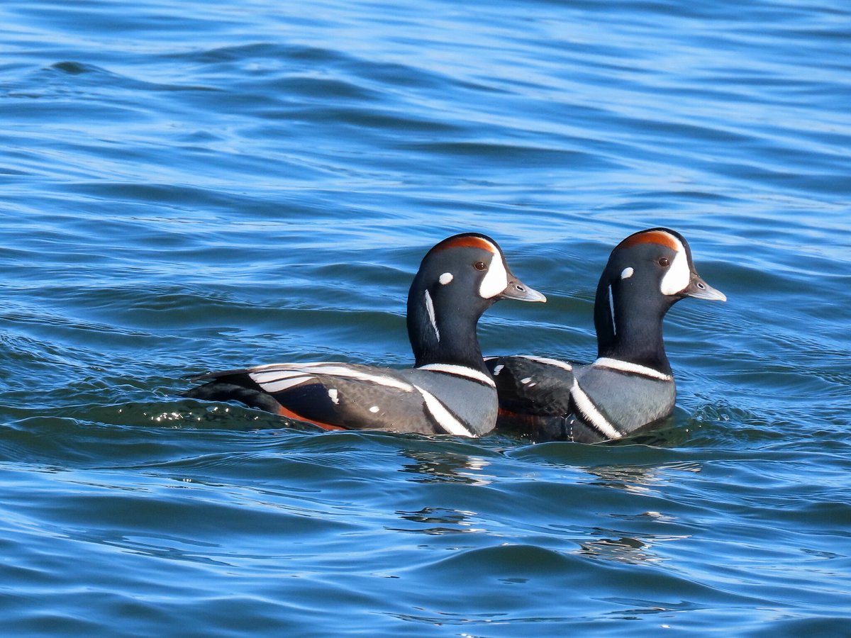Harlequin Duck