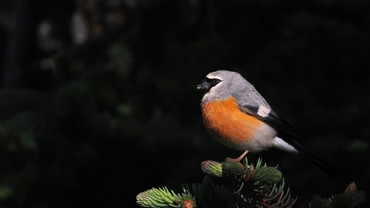 Grey-headed Bullfinch