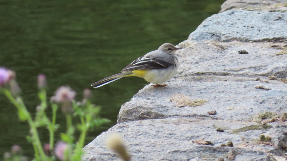 Grey Wagtail