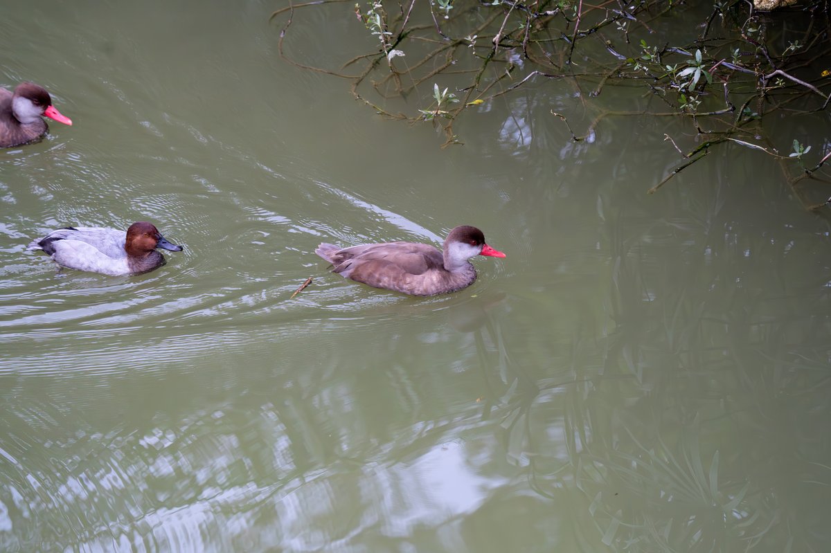 Red-crested Pochard