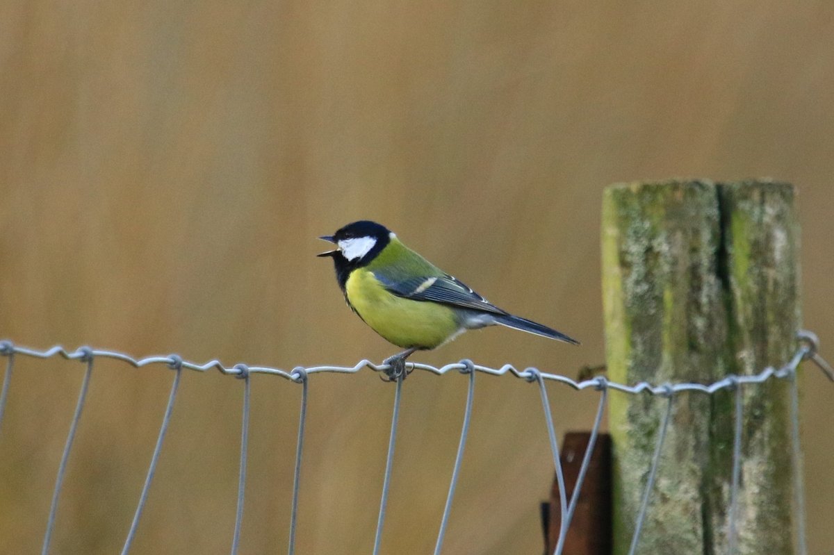 Great Tit