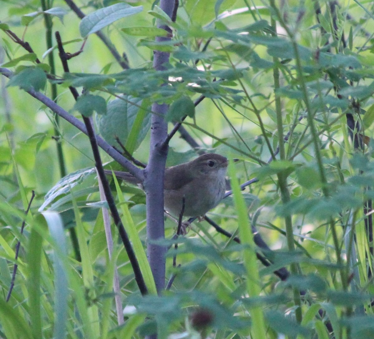 Gray's Grasshopper Warbler