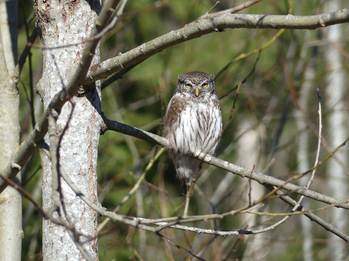 Eurasian Pygmy Owl