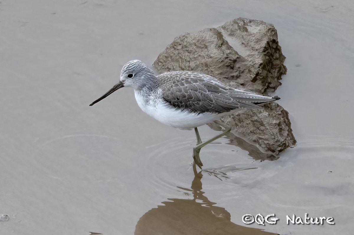 Common Greenshank