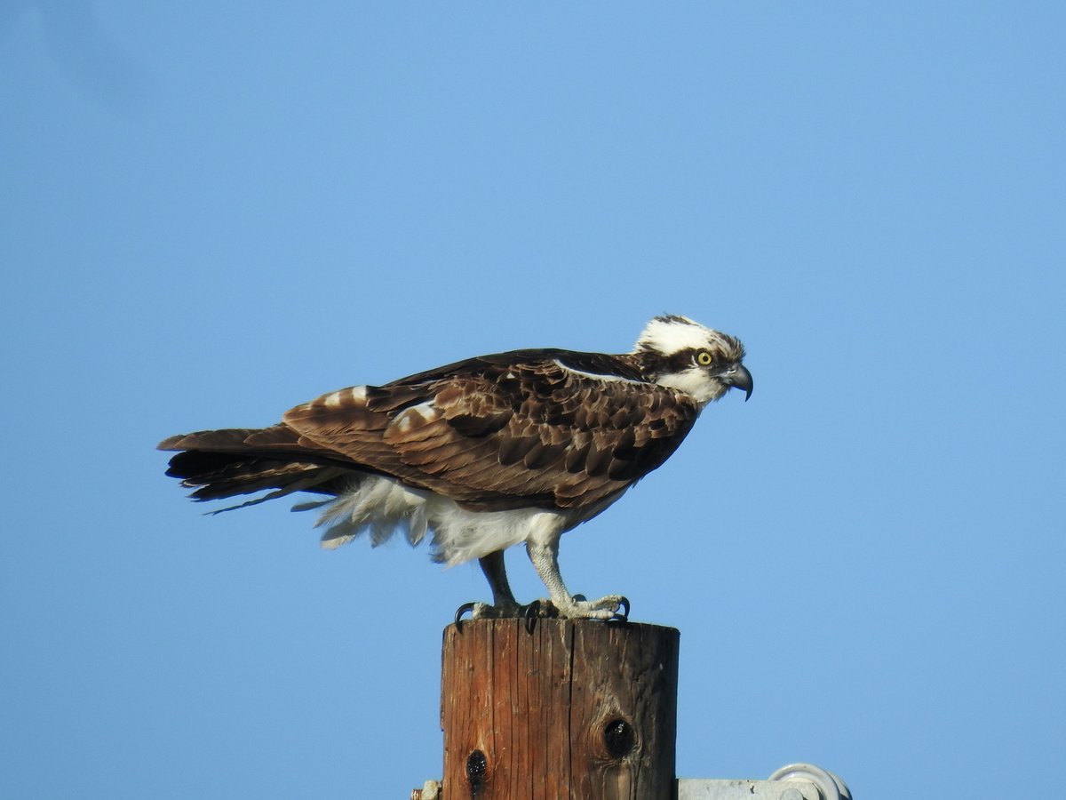 Osprey