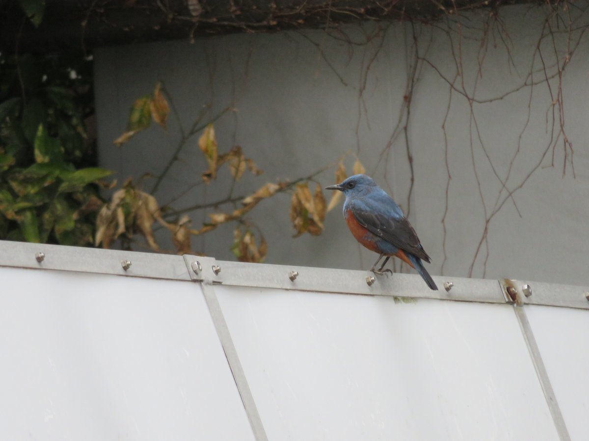 Blue Rock Thrush