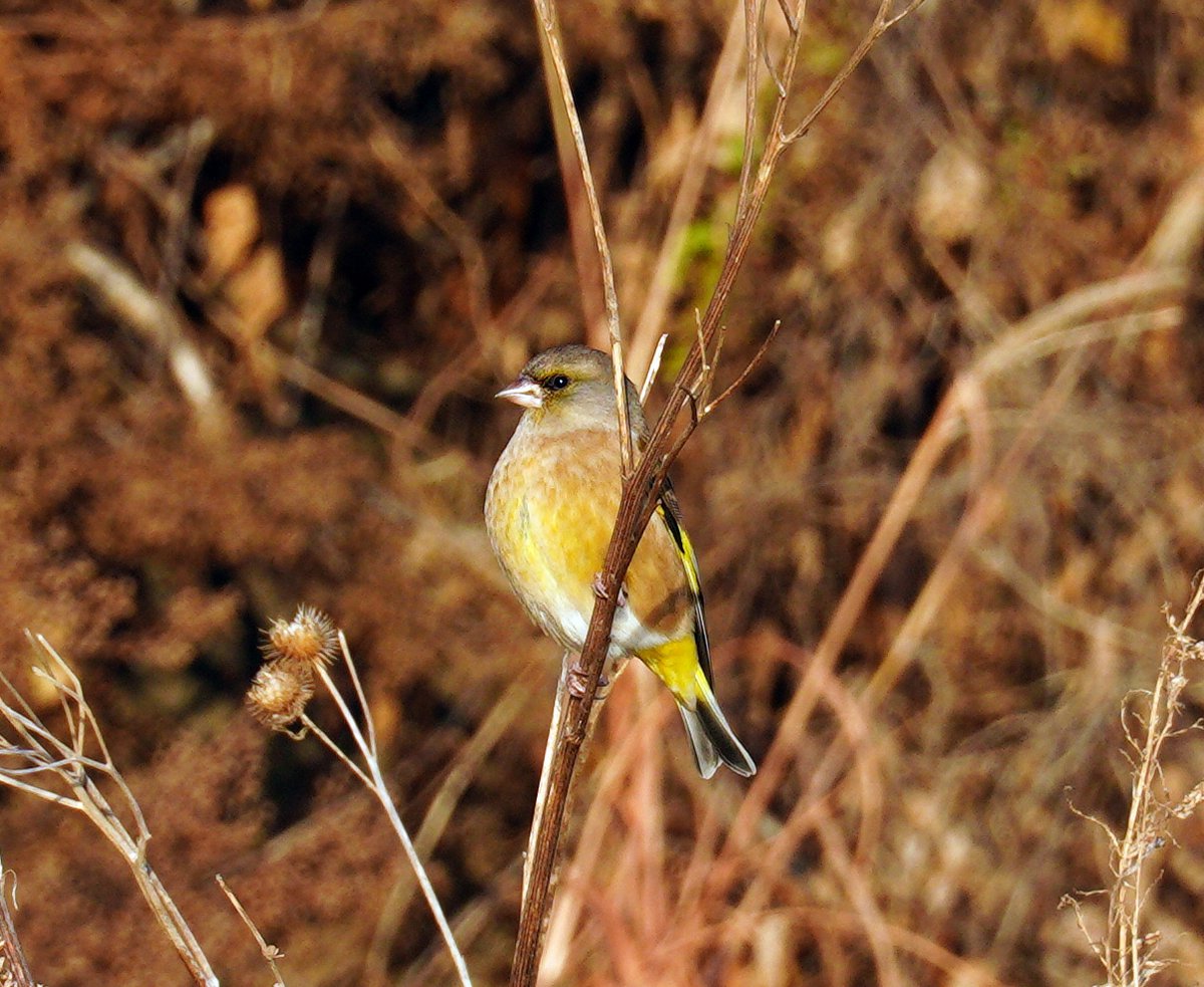 Oriental Greenfinch