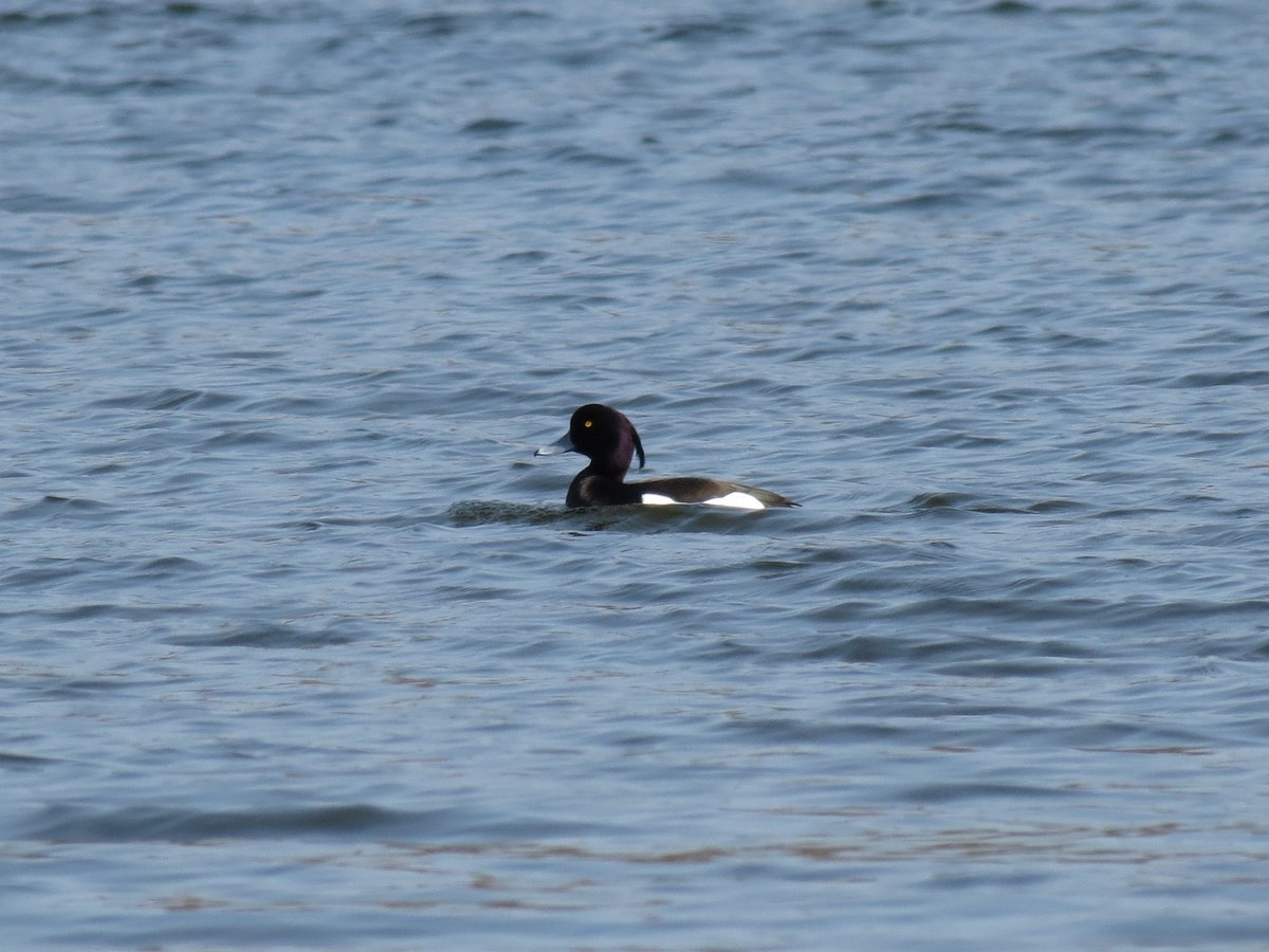 Tufted Duck