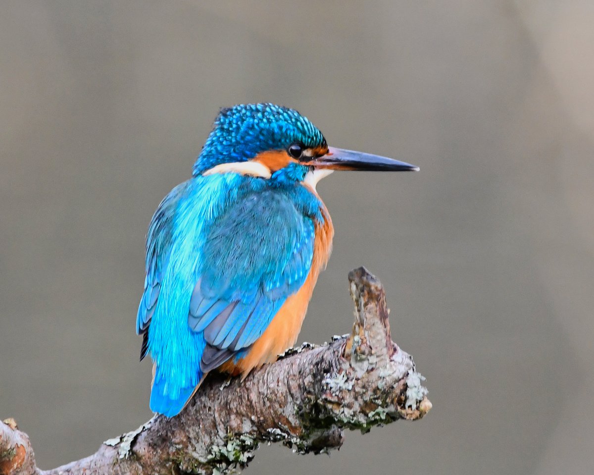 Common Kingfisher