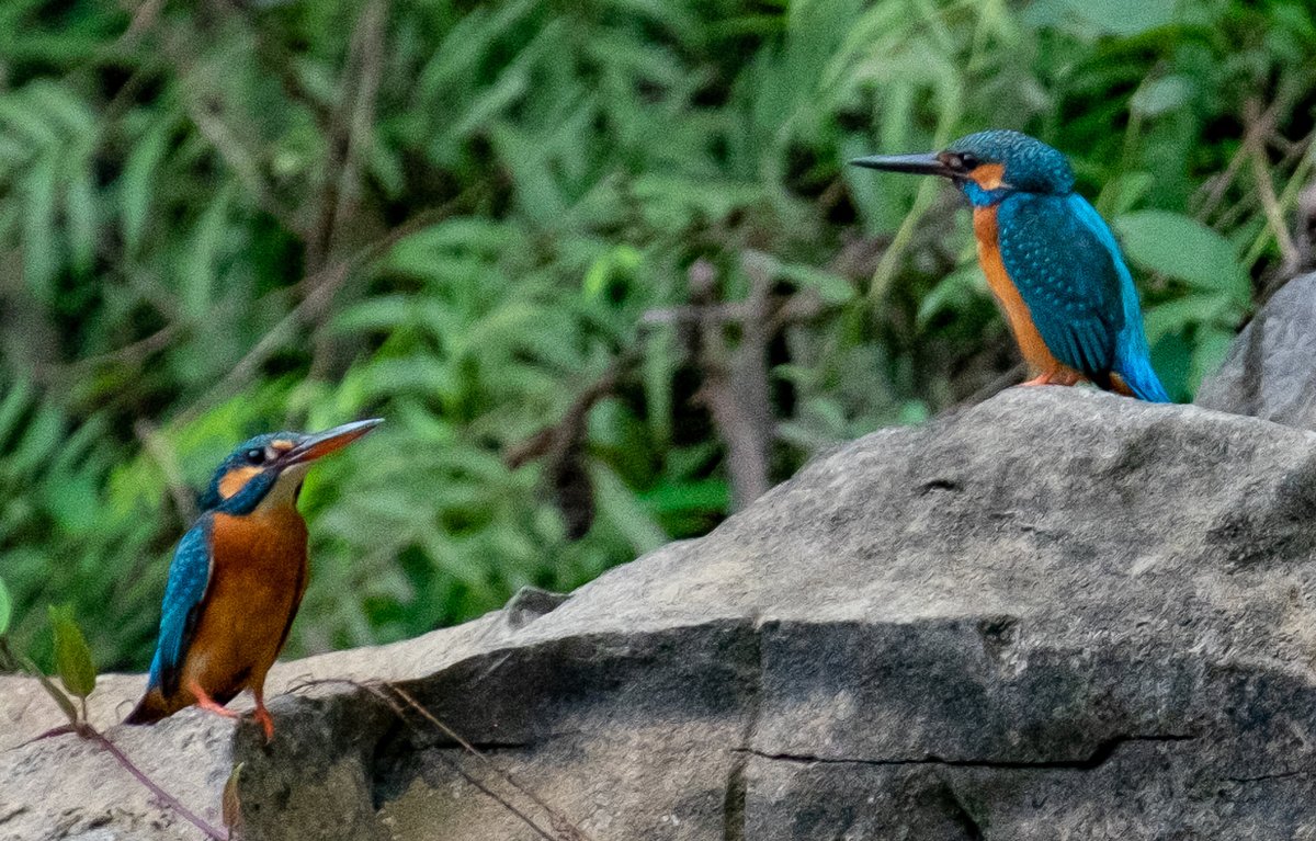 Common Kingfisher