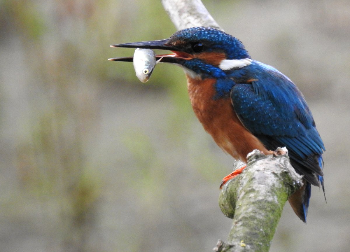 Common Kingfisher