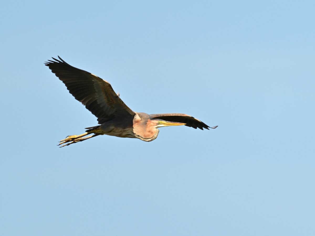 Purple Heron