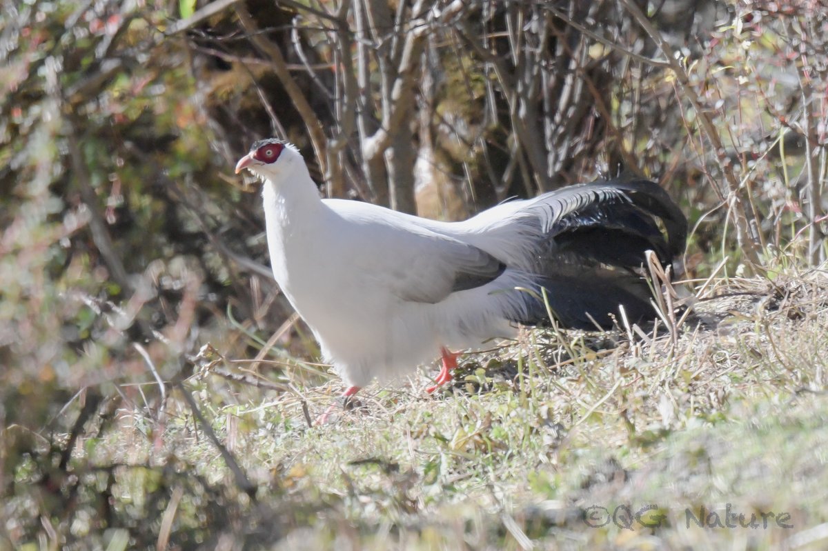 White Eared Pheasant