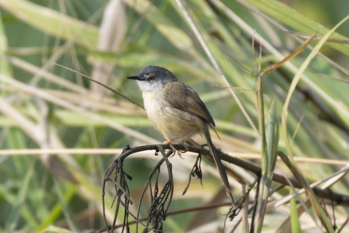 Yellow-bellied Prinia