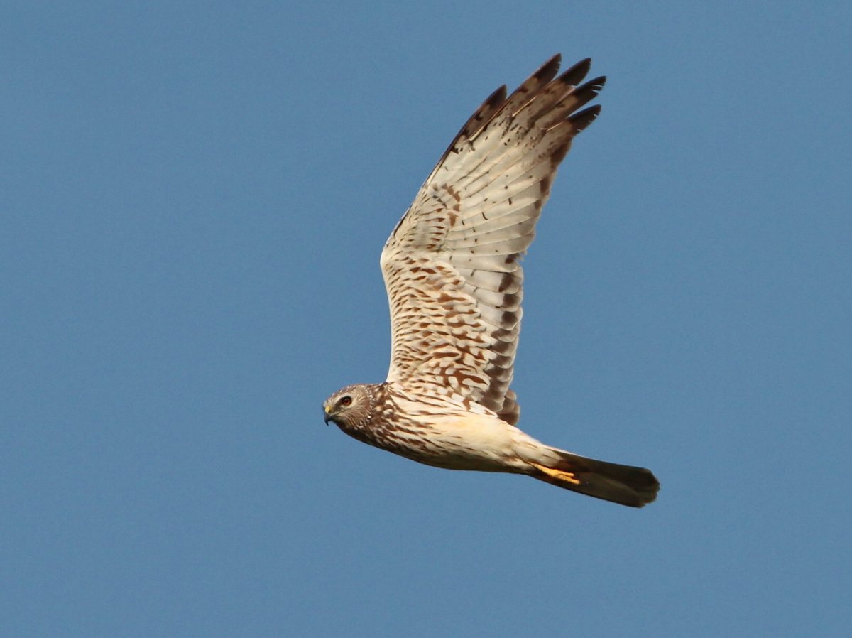 Eastern Marsh Harrier