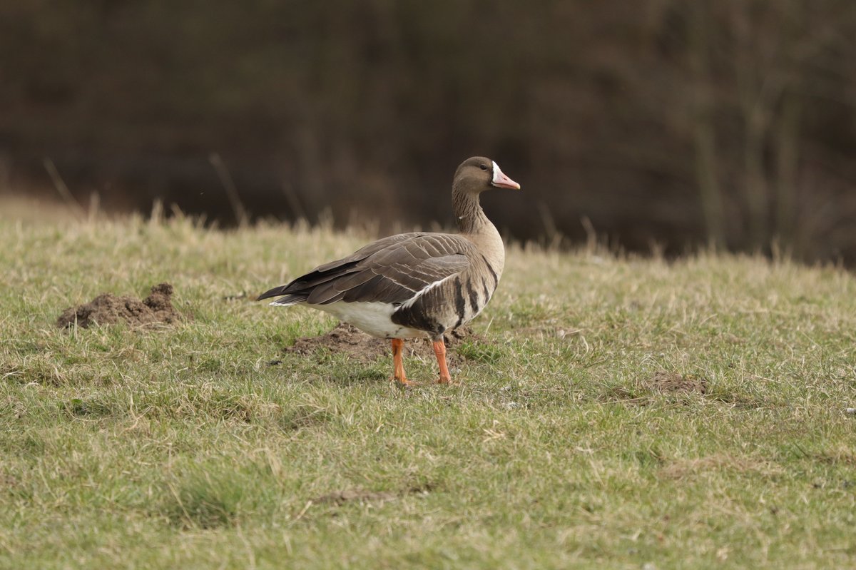 Greater White-fronted Goose