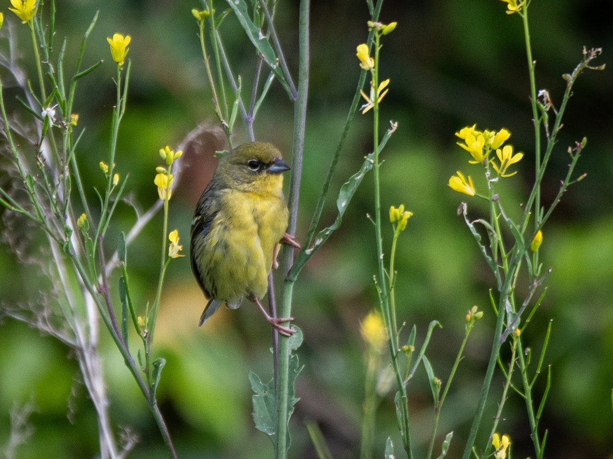 Yellow Bunting