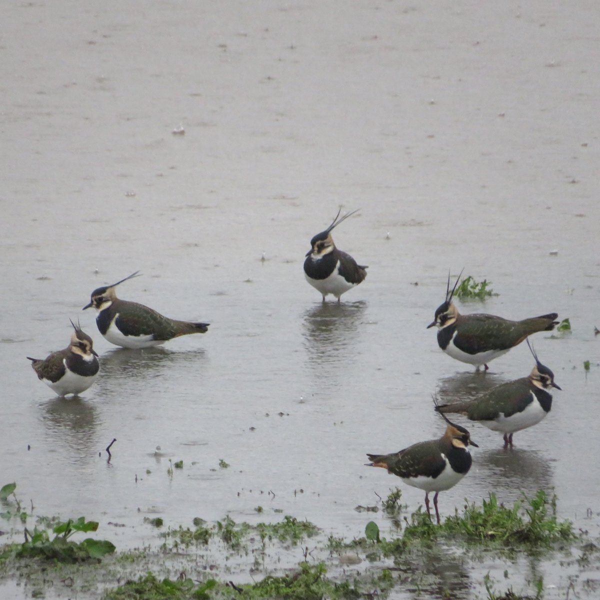 Northern Lapwing